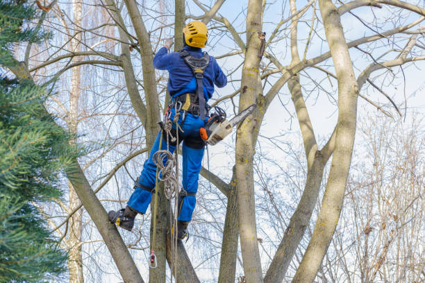 East Brooklyn, CT Tree Care Company