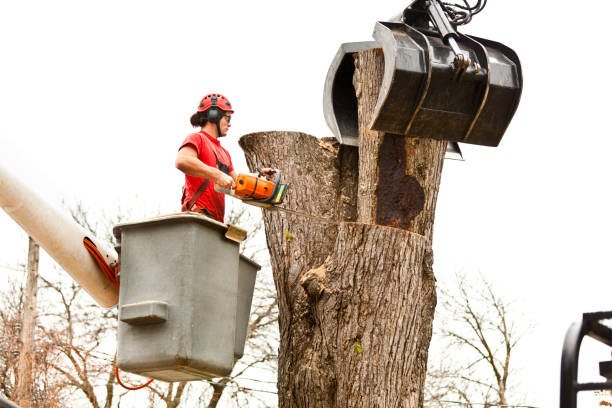 How Our Tree Care Process Works  in  East Brooklyn, CT